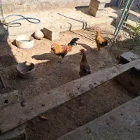 فروش خروس محلی|حیوانات مزرعه|لامرد, |دیوار