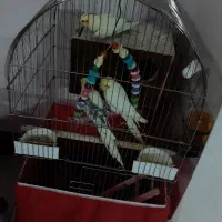 فروشی به علت مهاجرت یجا با قفس۳ میلیون