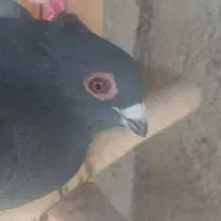 کبوتر ذاغ