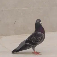 کبوتر|پرنده|ایذه, |دیوار