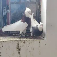 نروماده طوقی ضمانتی