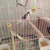 فروش عروس هلندی و برزیلی