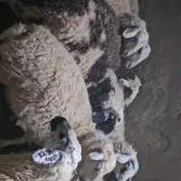 میش و شیشک میش عراقی