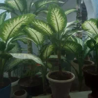 گل وگلدون|گل و گیاه طبیعی|محمدیه-قزوین, |دیوار