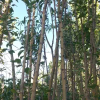 انواع درخت ۳و۴ساله ریشه پر زیر قیمت|گل و گیاه طبیعی|شهریار, رزکان|دیوار