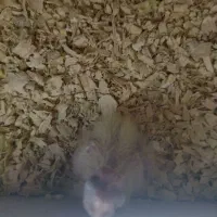 عروس طوطی|پرنده|تبریز, |دیوار