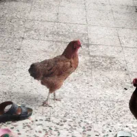 مرغ و خروس برای فروش
