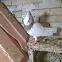 جفت طوقی یک|پرنده|رامشیر, |دیوار