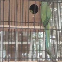 طوطی منگو نر ماده جفت