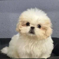 شیتزوپودل|سگ|تهران, شوش (باغ آذری)|دیوار