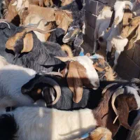 بز چاق برای عروسی|حیوانات مزرعه|نورآباد, |دیوار