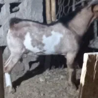 نری سرمست پچی