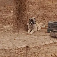 توله سرابی|سگ|الوند, |دیوار