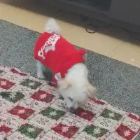 سگ شیتزو به همراه وسایل کامل