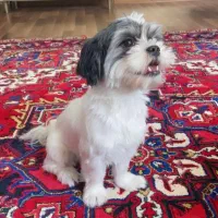 شیتزو کراس ۳ ساله