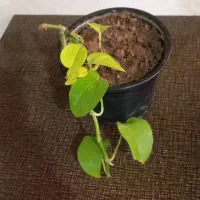 گل  قاشقی|گل و گیاه طبیعی|تربت جام, معدآباد|دیوار