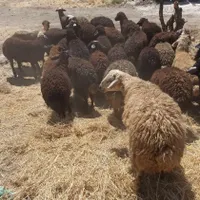 معتبر جایگاه زنده احشام گوسفند اقلا|حیوانات مزرعه|تهران, شمشیری|دیوار