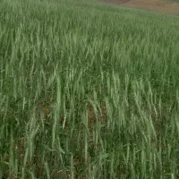 فروش یونجه درجه یک خرد شده