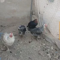 تعدادی مرغ به فروش میرسد