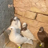 کبوتر پرشی|پرنده|سبزوار, عارف|دیوار