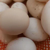 تخم مرغ محلی اصلی