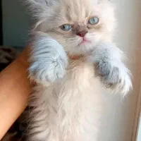 گربه|گربه|ساری, |دیوار