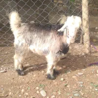 یک عدد بیگ نر سالم|حیوانات مزرعه|شوشتر, |دیوار