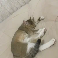 واگذاری گربه بریتیش|گربه|کرمانشاه, |دیوار