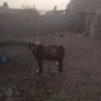 یک عدد تکشاد پاکستانی بفروش میرسد|حیوانات مزرعه|جزنیک, |دیوار