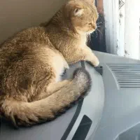 گربه اسکاتیش گلد نر