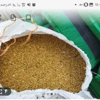 بذرمال جو وگندم  با هیومیک اسید مایع تناز بالا