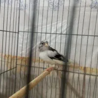 ماده قناری آماده آماده ببر جفت بزن