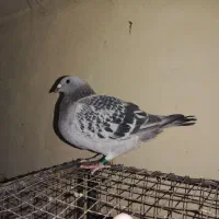 شامی دلبر ماده و سه تا جوجه هیچ بند