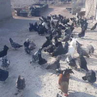 اسب  الاغ مرغ خروس گلین|حیوانات مزرعه|قم, قلعه صدری|دیوار