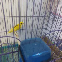 قناری مست دهن قشنگ