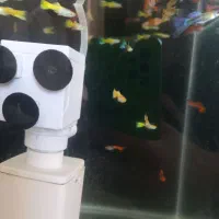 ماهی گوپی|ماهی|اصفهان, ملکشهر|دیوار