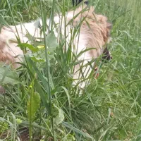 توله سگ ماده