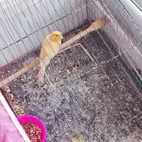 قناری پرتغالی نر مست مست ب شرط