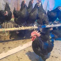 خروس سیاه مرغ قربونی رفع بلا چشمونظرارسال ذبح رایگ|حیوانات مزرعه|قم, نیروگاه|دیوار