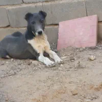 توله ۵ ماهه