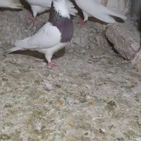 جفت طوق اس
