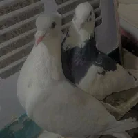 کفتر رنگی|پرنده|سراوان, |دیوار