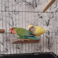 یک جفت طوطی برزیلی|پرنده|ری, عباس‌آباد|دیوار