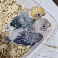 طوطی برزیلی سرلاکی یویینگ