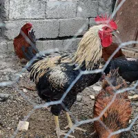 خروس