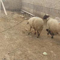 ۴میش