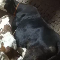 گاو سیمنتال اصل|حیوانات مزرعه|ویلکیج, |دیوار