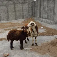 خنداب طورگیر|حیوانات مزرعه|قره چای, |دیوار