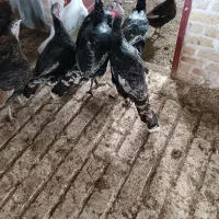 بوقلمون و مرغ و خروس