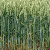 زمین کشاورزی